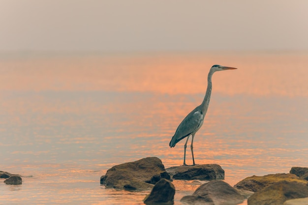 Охота на цаплю на фоне заката на Мальдивах. Большая птица стоит на скалах на мелководье и охотится