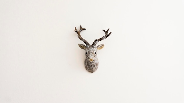 Photo hunting trophy on white background