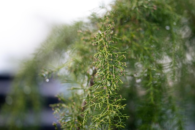 Huon pine bush in a native forest and plantation