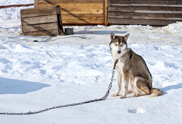 Huskies in nursery for dogs in the winter