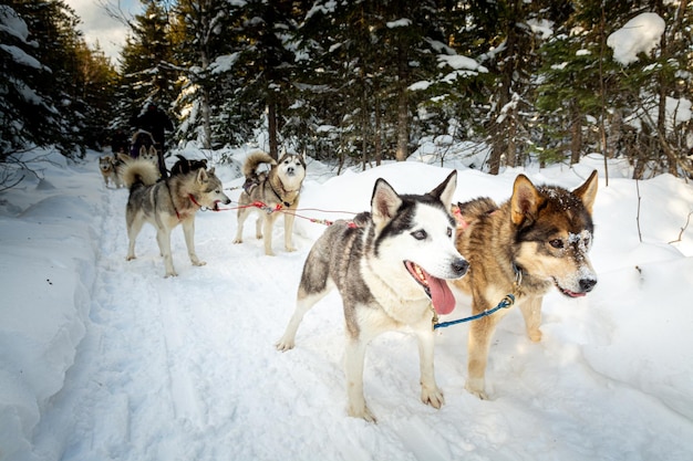 雪の中のハスキー ⁇ スレード犬は ⁇ スレードを引っ張るための道を出る準備ができています ⁇ 