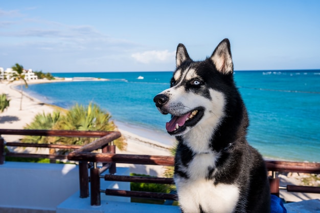 A husky in the beach with sand and palms tree