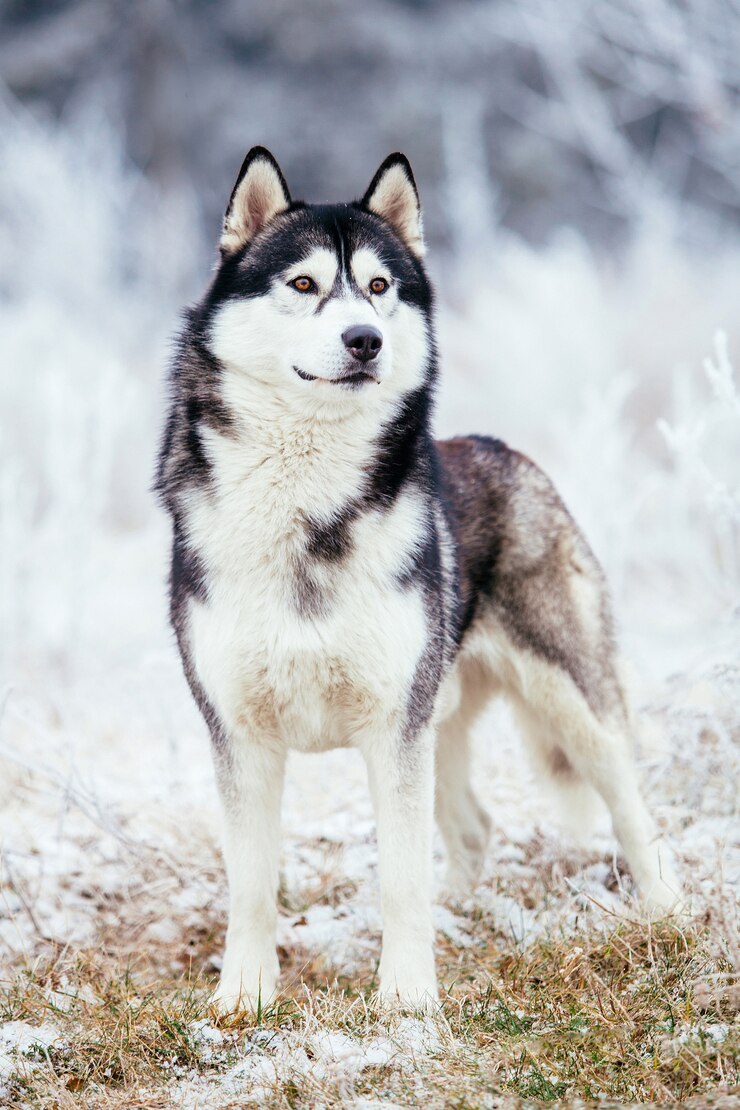 Photo husky black and white color stands in the field in winter on cold frosty ground
