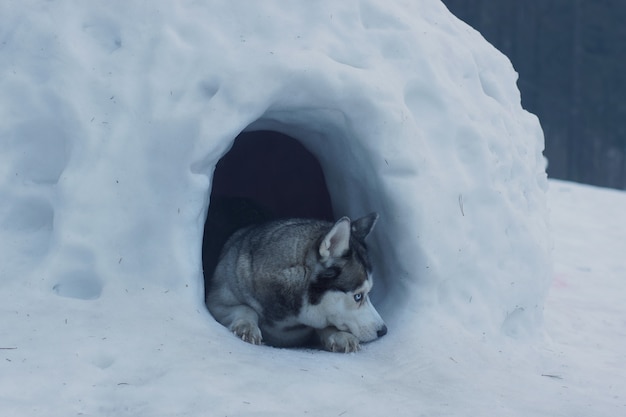 The husky breed dog lies at the entrance to the snow cave, called the igloo of the Eskimos.