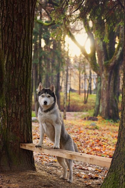 Husky breed dog standing paws on a bench between trees.