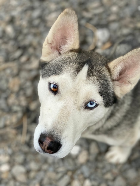 Photo husky breed with blue and black eyes. blurred background