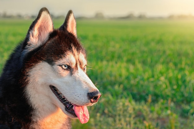 Foto husky die met zijn tong uit het grasveld geniet