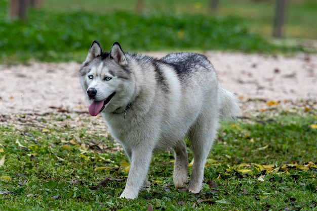 husky die op gras loopt