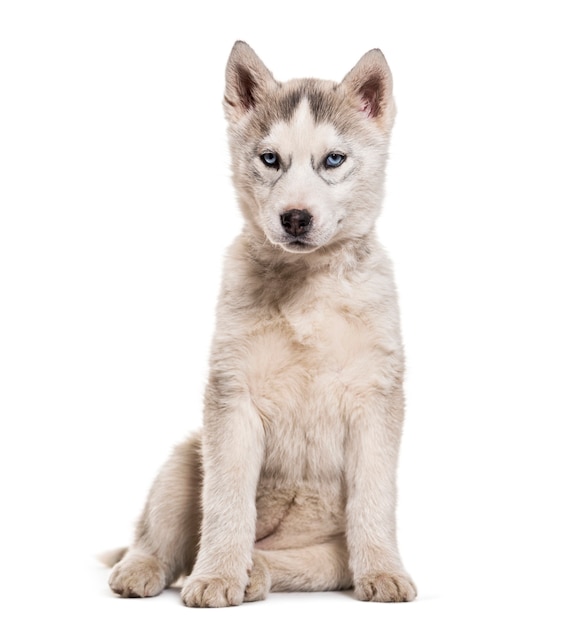 Husky dog, 2 months old, sitting against white background