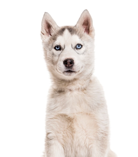 Husky dog, 2 months old, sitting against white surface