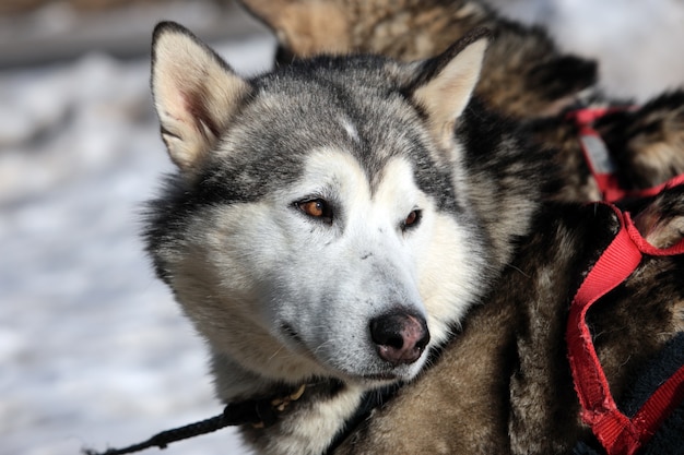 冬のアルプス山のハスキー犬