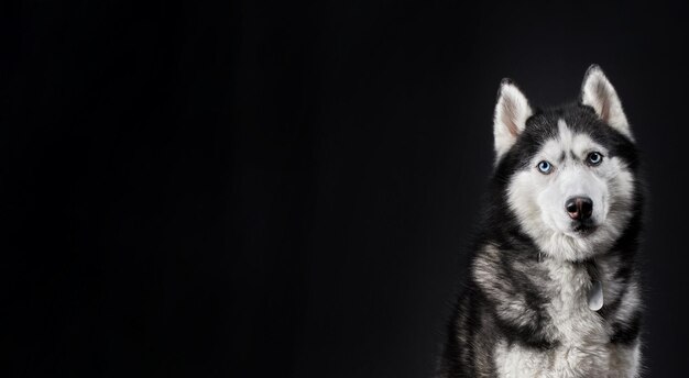 Husky dog banner copy space on black background