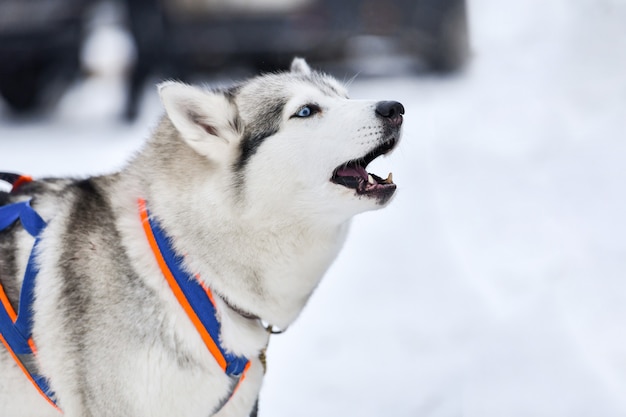 허스키 개 짖는 소리, 겨울 배경. 썰매 개 경주 전에 걷기에 재미있는 애완 동물.