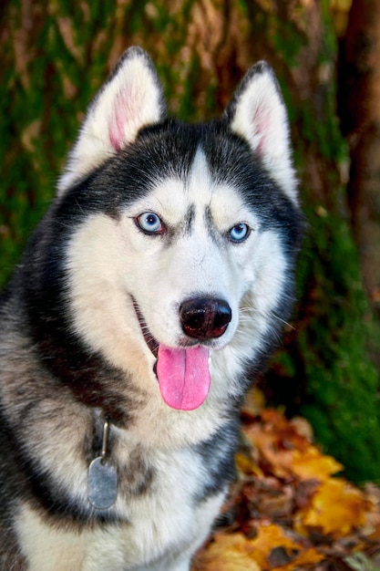 木製の背景にハスキー犬の美しい肖像画。美顔。