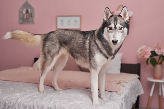 Husky dog on bed in interior of pink. Hotel concept for animals - dog.