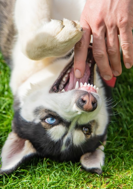 ハスキー犬が男を噛む選択的焦点