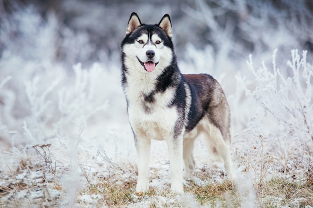 Собака хаски черно-белого окраса стоит зимой в поле