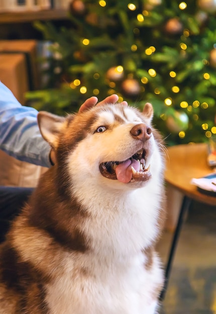 クリスマスの背景にハスキー犬。セレクティブフォーカス。ホリデー。