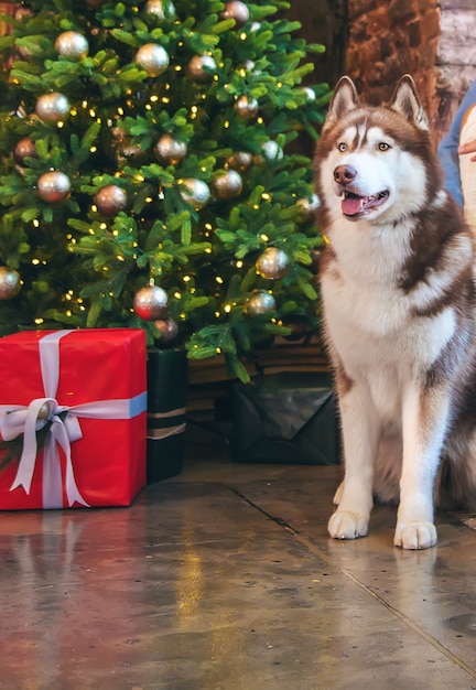 クリスマスの背景にハスキー犬。セレクティブフォーカス。ホリデー。