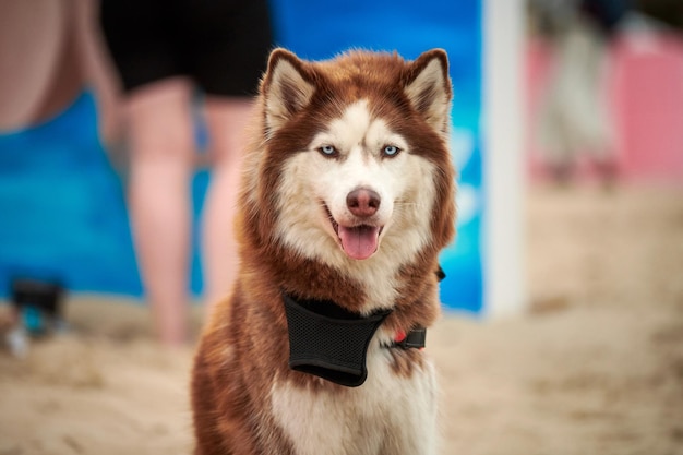 Husky dog close up on summer sandy beach Cute funny Siberian Husky sled dog sitting on beach and looking into camera Brown red Husky dog portrait outdoor walking with adorable pet