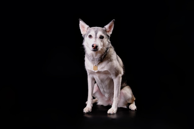 Husky dog closeup on a black background after express molting