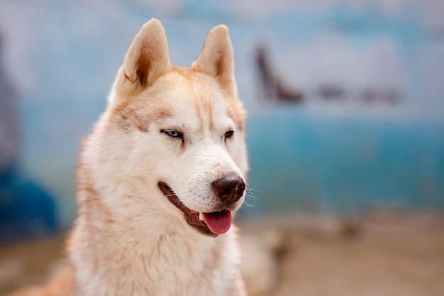 自然光のハスキー犬のクローズアップの肖像画