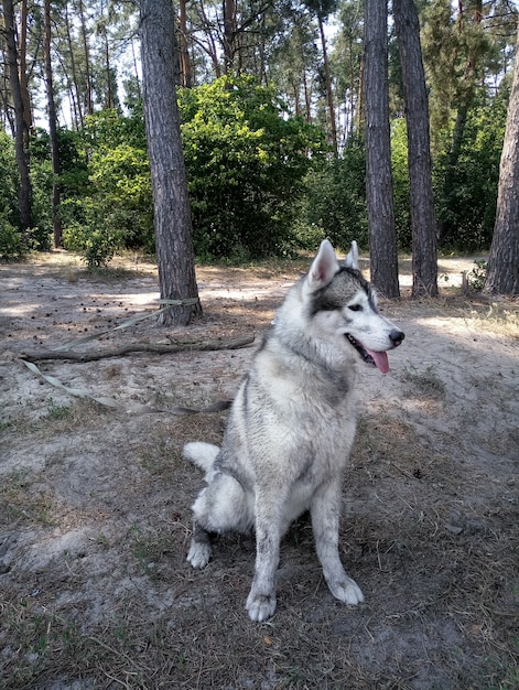 森の中のハスキー犬