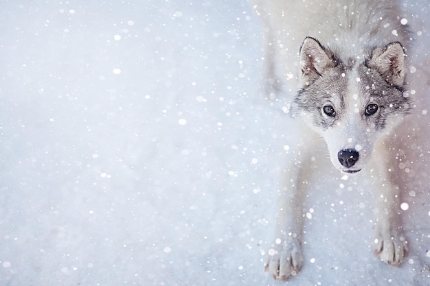 Husky dog grey and white colour with blue eyes in winter