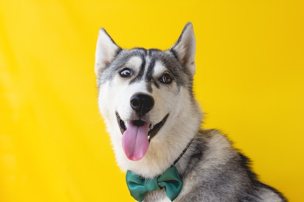 The husky dog head on a yellow background