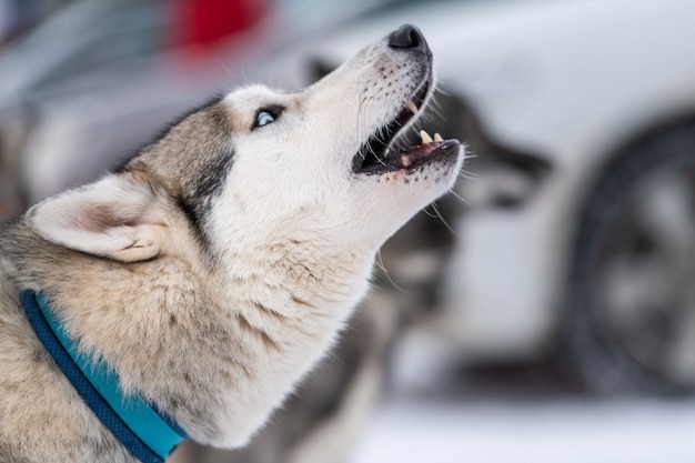 Husky dog howls and barks, funny pet. Funny pet on walking before sled dog training.