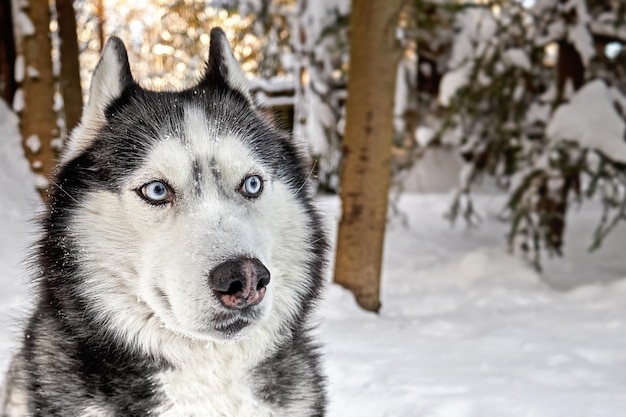 写真 冬の晴れた森のハスキー犬 可愛い面白い 巧妙な 疑わしい表情