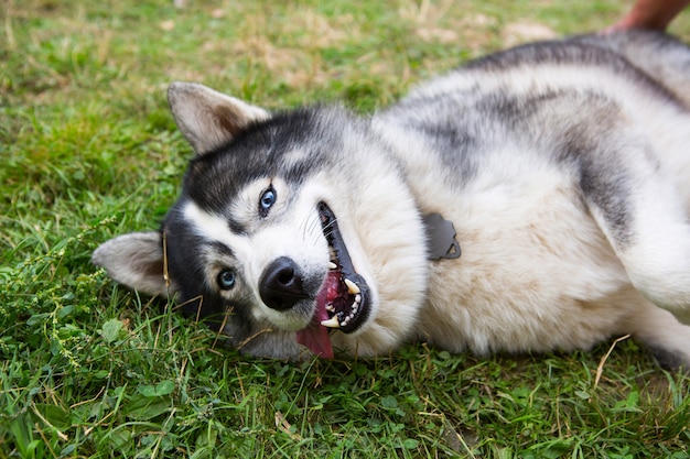 ハスキー犬は、舌を垂らし、口を開けて微笑んで、満足そうに草の上に横たわっています。幸せで満足のいくペット、動物の健康、獣医学。犬の訓練、飼い主とのゲーム。