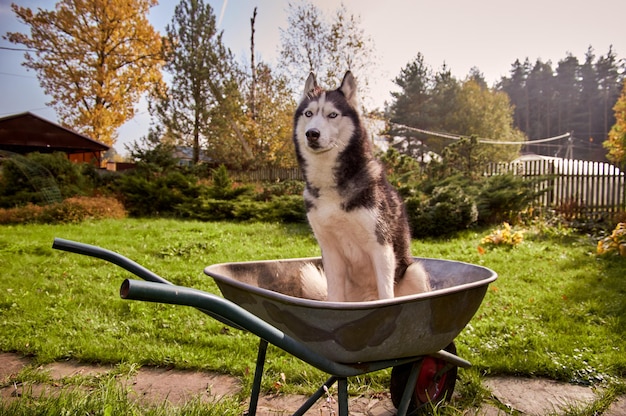 Husky dog is sitting in garden cart on green sunny lawn Husky puppy is messing around