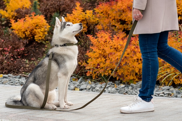 明るい紅葉を背景に飼い主の隣にハスキー犬