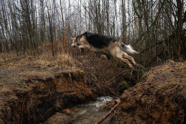 写真 川の崖を飛び越えるハスキー犬春の風景