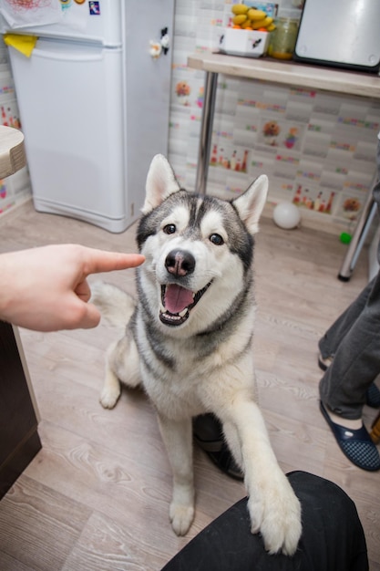 アパートのキッチンでハスキー犬