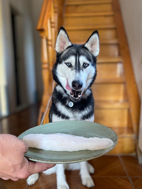 husky dog licks in front of a plate of frozen fish