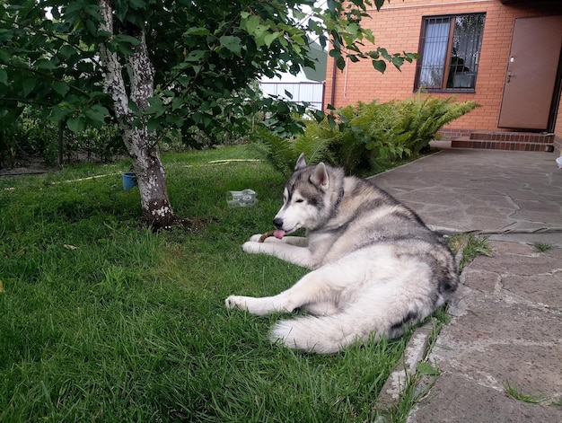 ハスキー犬は家の近くの芝生に横たわっています