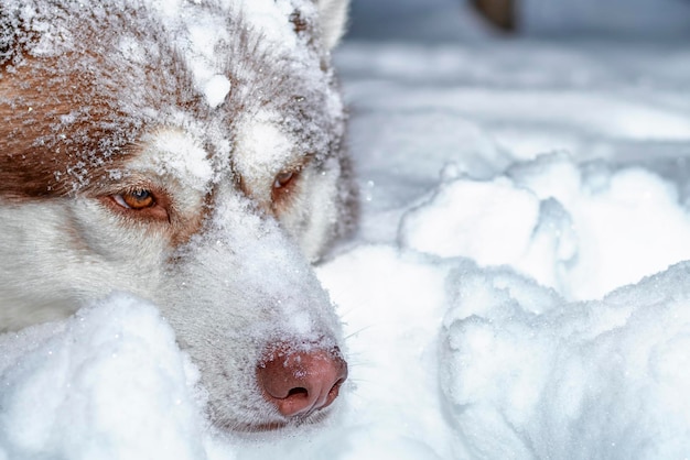 ハスキー犬は冬の森の雪の上に横たわっています。雪に覆われたハスキー犬。セレクティブフォーカス。