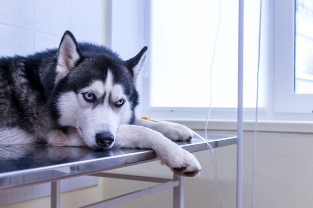 Husky dog lies with dropper in his paw in veterinary clinic Closeup