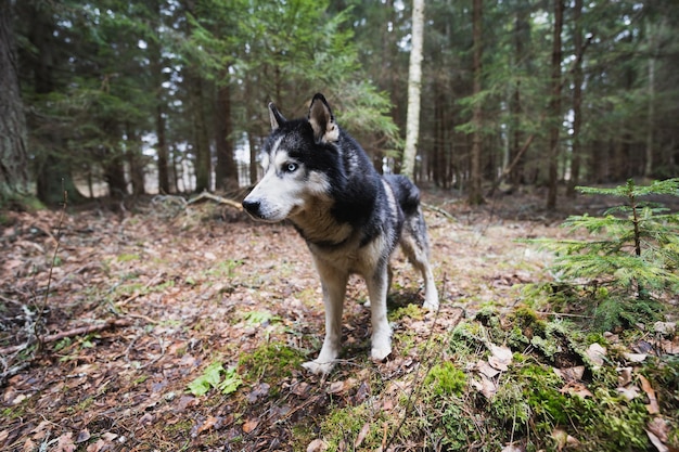 Foto cane husky all'aperto nella foresta primaverile