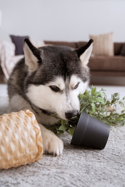 Husky dog making a mess with plant pot