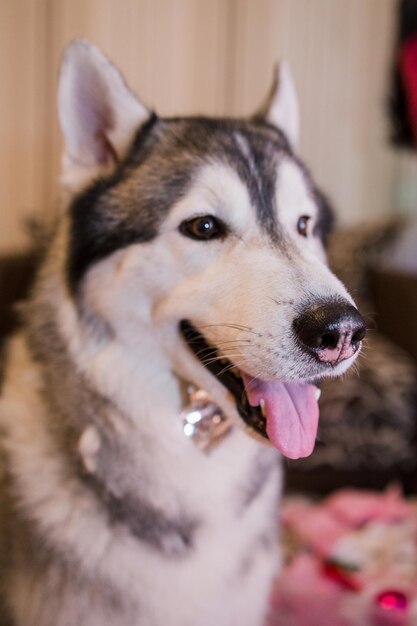 Husky dog near the christmas tree in the room