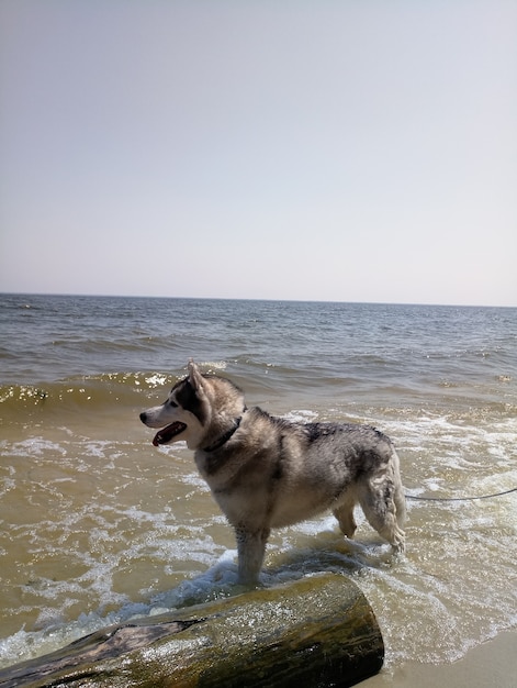 川の近くのハスキー犬