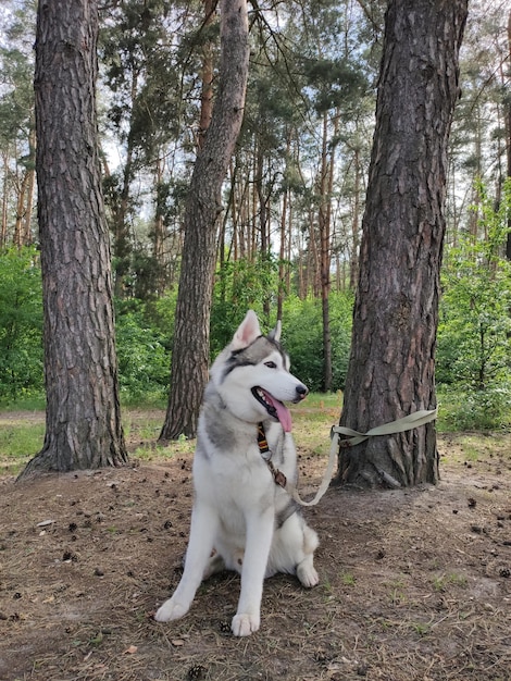 Husky dog near a tree in the forest