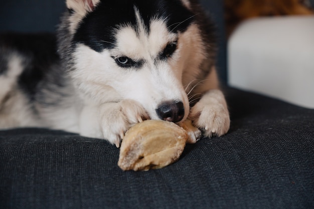 Husky dog nibbles a bone while lying on a sofa.