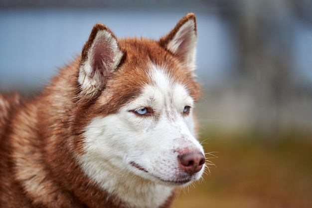 Husky dog outdoor portrait