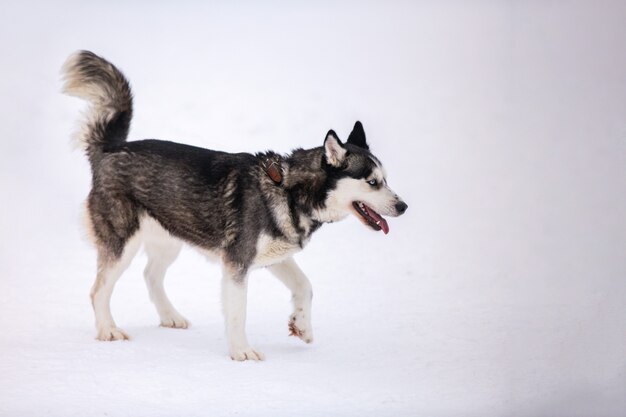 Husky dog outdoor, winter background. Funny pet on walking before sled dog racing.