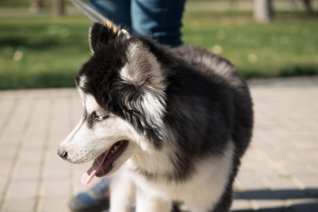 Cane husky nel parco nella stagione estiva