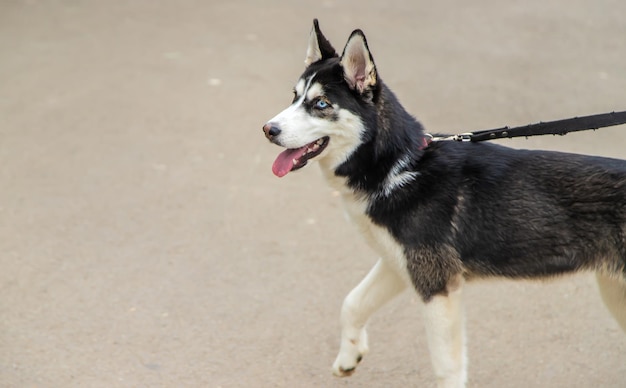 ハスキー犬のポートレート美しい写真セレクティブフォーカス